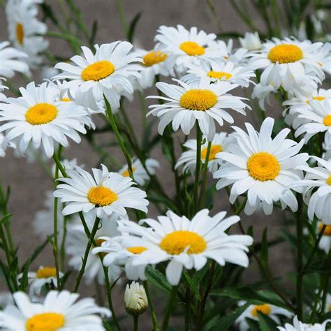 Maximale Chrysantheme - Shasta Daisy